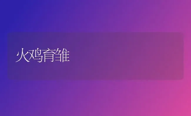 火鸡育雏 | 家禽养殖