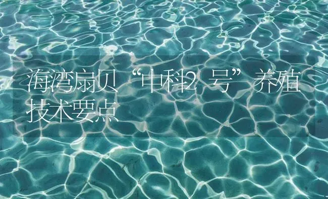 海湾扇贝“中科2号”养殖技术要点 | 海水养殖