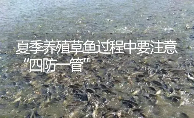 夏季养殖草鱼过程中要注意“四防一管” | 淡水养殖