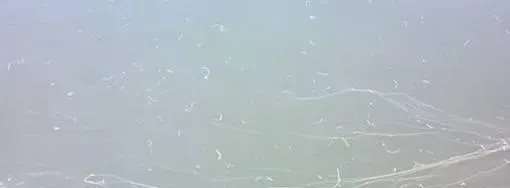 从根本上防治南美白对虾白便的产生必须从内服和调水一起着手