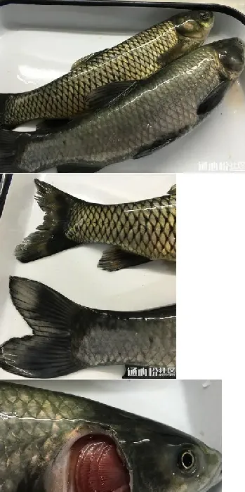 两个水库的草鱼青鱼同时发病，您用药合理了吗？