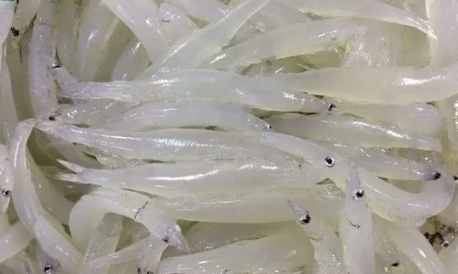 这12种水产品居然是抗癌神器？你经常吃哪些？