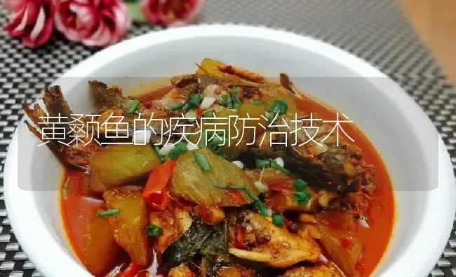 黄颡鱼的疾病防治技术 | 淡水养殖