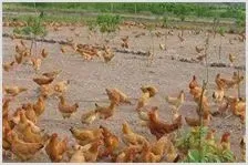三黄鸡养殖技术要点 | 养殖动物技术