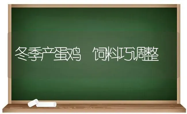 冬季产蛋鸡 饲料巧调整 | 家禽养殖