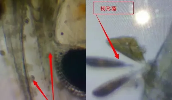 硬池养殖南美白对虾流程图文篇（五）硬池放苗及虾苗选择