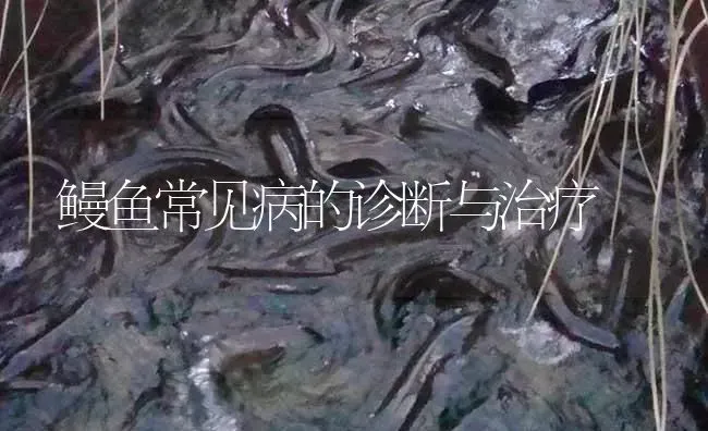 鳗鱼常见病的诊断与治疗 | 淡水养殖