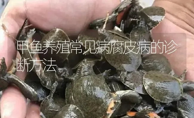 甲鱼养殖常见病腐皮病的诊断方法 | 淡水养殖