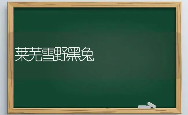 莱芜雪野黑兔 | 家畜养殖