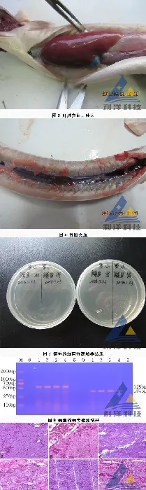 发病日本鳗检出鳗疱疹病毒（AHV）