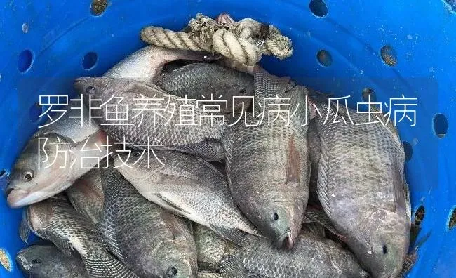 罗非鱼养殖常见病小瓜虫病防治技术 | 淡水养殖
