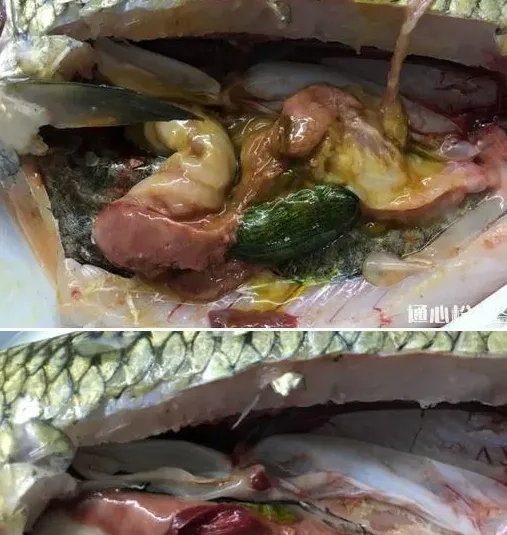 两个水库的草鱼青鱼同时发病，您用药合理了吗？