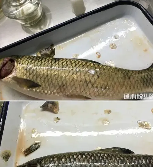 两个水库的草鱼青鱼同时发病，您用药合理了吗？