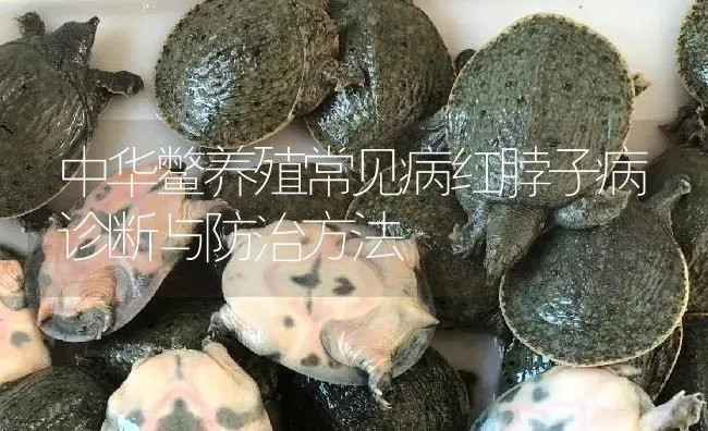 中华鳖养殖常见病红脖子病诊断与防治方法 | 淡水养殖