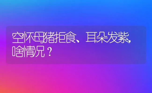 空怀母猪拒食、耳朵发紫，啥情况？ | 家畜养殖