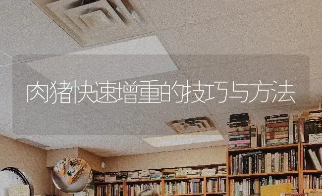 肉猪快速增重的技巧与方法 | 家畜养殖