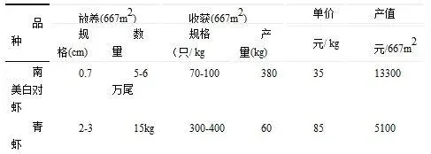 南美白对虾轮养青虾高产高效养殖模式