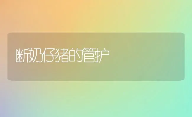 断奶仔猪的管护 | 家畜养殖
