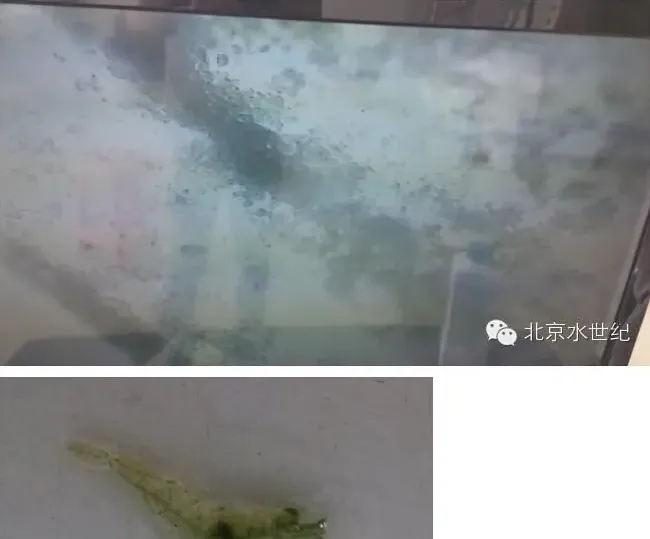 一例南美白对虾纤毛虫病处理案例