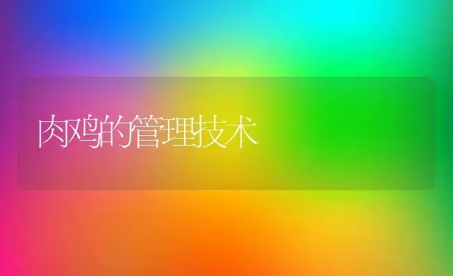 肉鸡的管理技术 | 家禽养殖