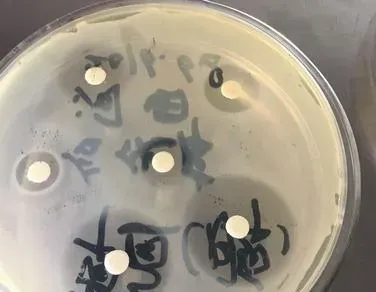 两个水库的草鱼青鱼同时发病，您用药合理了吗？