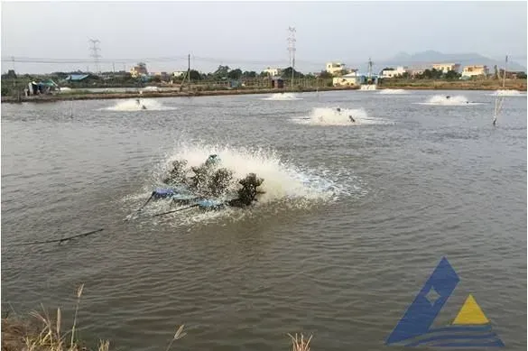 海鲈池塘消毒后海鲈鱼再游水的处理方法