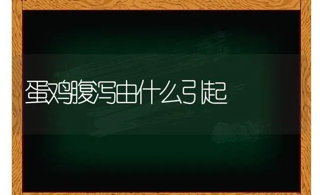 蛋鸡腹泻由什么引起 | 家禽养殖