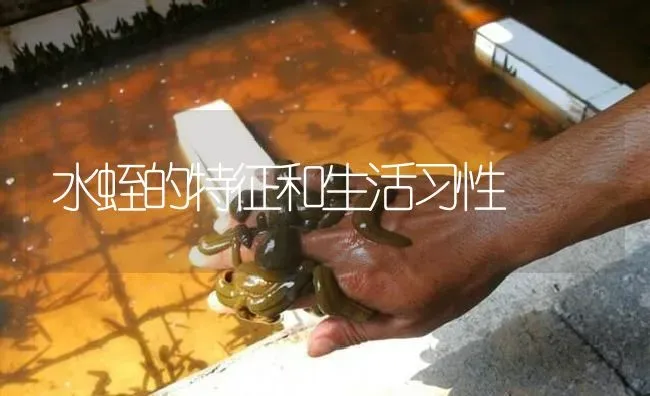 水蛭的特征和生活习性 | 特种养殖