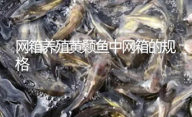 网箱养殖黄颡鱼中网箱的规格 | 淡水养殖