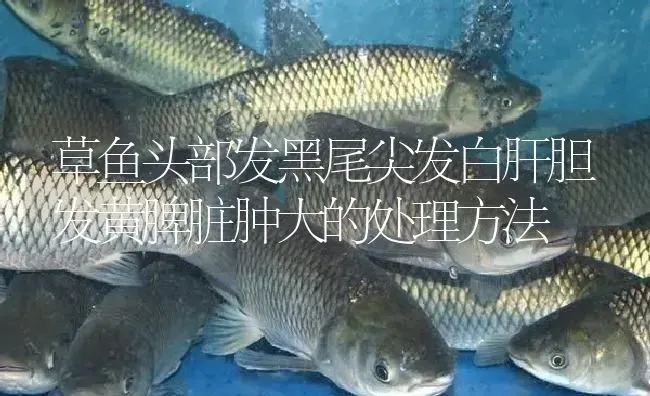 草鱼头部发黑尾尖发白肝胆发黄脾脏肿大的处理方法 | 淡水养殖