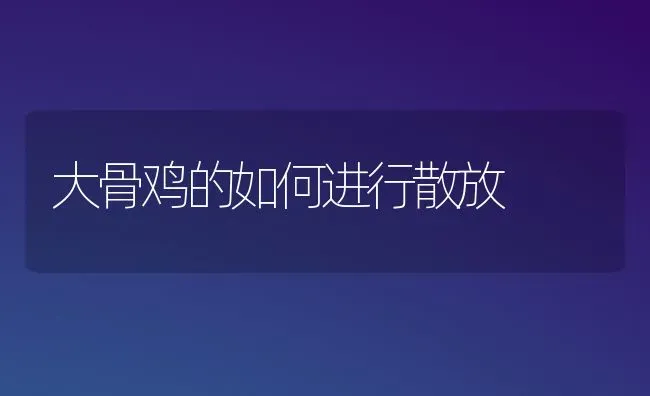 大骨鸡的如何进行散放 | 家禽养殖