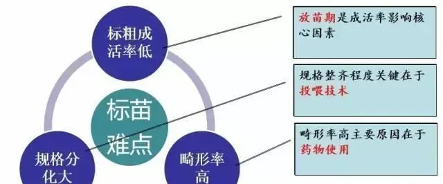 塘鲺标苗现状与难点、塘鲺鱼标苗技术与关键点