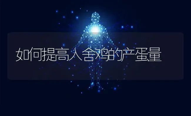 如何提高入舍鸡的产蛋量 | 家禽养殖