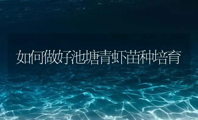 如何做好池塘青虾苗种培育 | 海水养殖