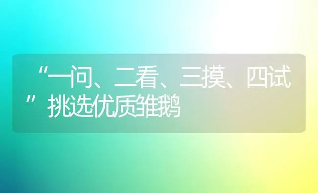 “一问、二看、三摸、四试”挑选优质雏鹅 | 家禽养殖