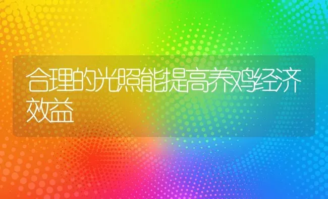 合理的光照能提高养鸡经济效益 | 家禽养殖