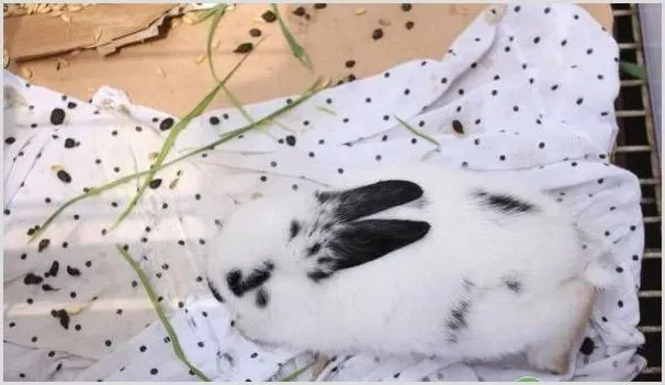 宠物熊猫兔怎么养？喂食什么食物 | 动物养殖资料
