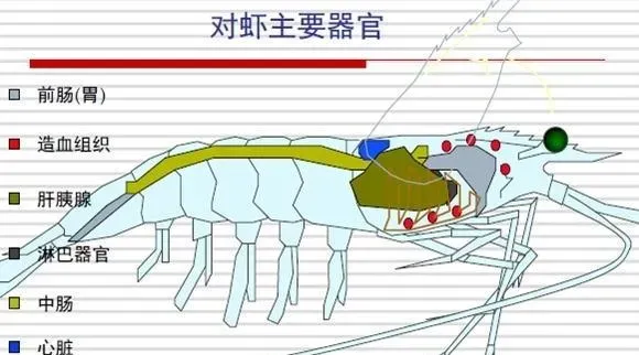 南美白对虾病害的综合防治技术