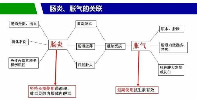 泥鳅养殖投喂管理和疾病防控方法