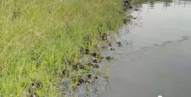 高温地狱模式已开启，塘底缺氧，河蟹上岸上草，吃食慢怎么办，这4个关键点你要抓住