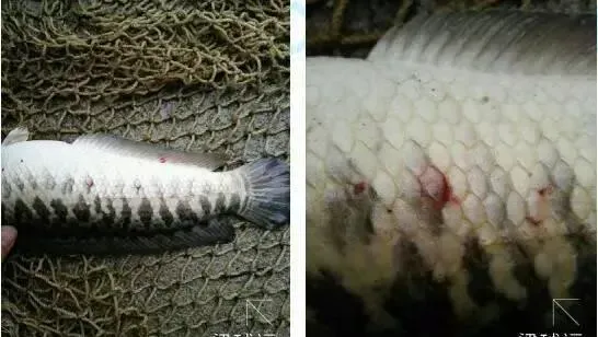 冬季生鱼“钉虫”（锚头鳋）的处理方法