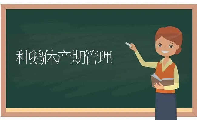 种鹅休产期管理 | 家禽养殖