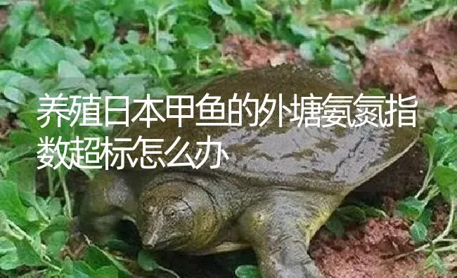 养殖日本甲鱼的外塘氨氮指数超标怎么办 | 淡水养殖