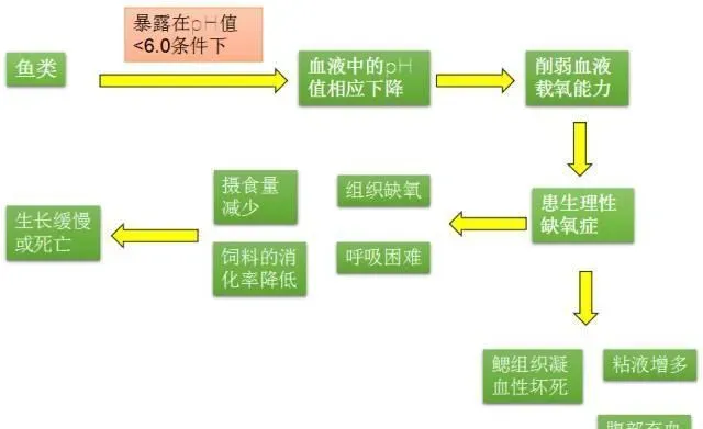 池塘水质pH值介绍及调控解决方案！