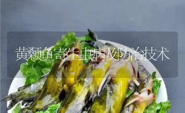 黄颡鱼寄生虫病及防治技术 | 淡水养殖