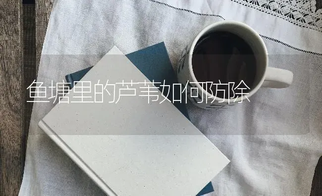 鱼塘里的芦苇如何防除 | 淡水养殖