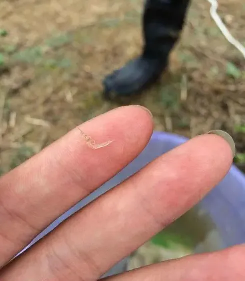 混养塘南美白对虾暂养期软壳致死的处理方法