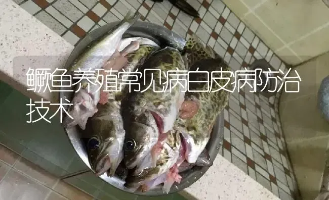 鳜鱼养殖常见病白皮病防治技术 | 淡水养殖