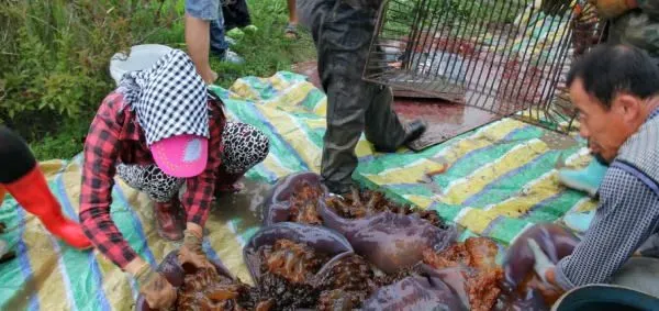 这12种水产品居然是抗癌神器？你经常吃哪些？