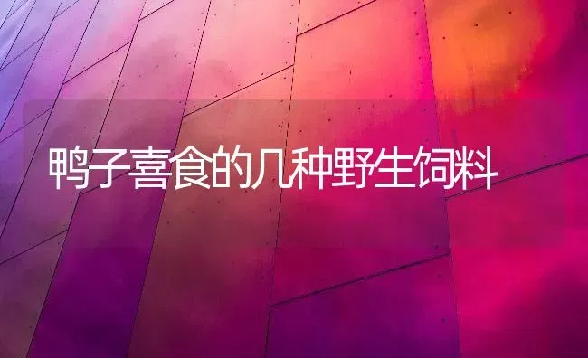 鸭子喜食的几种野生饲料 | 家禽养殖